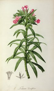 Echium Grandiflorum, fra 